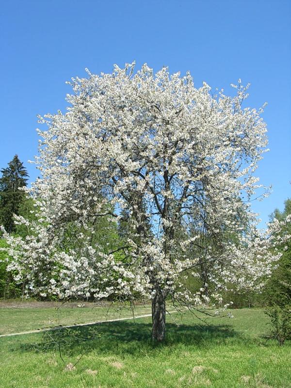 Prunus avium (Merisier à fleurs)