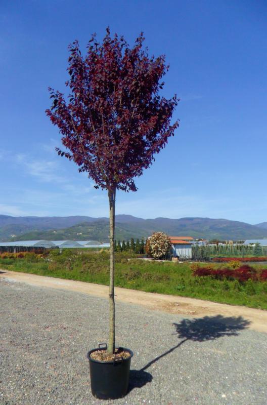 Prunus cerasifera 'Nigra' (Pissardii nigra)