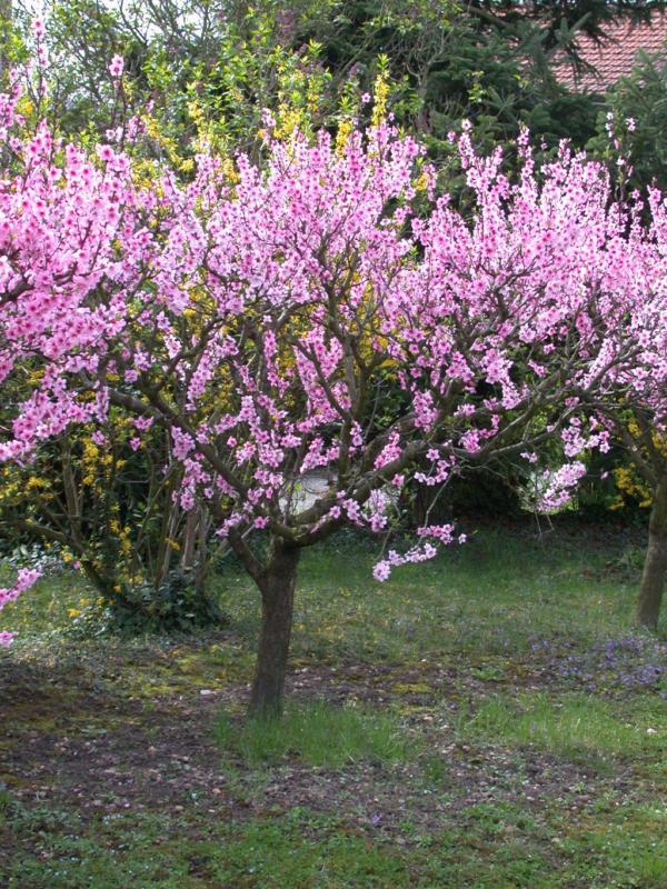 Prunus persica (Pecher)