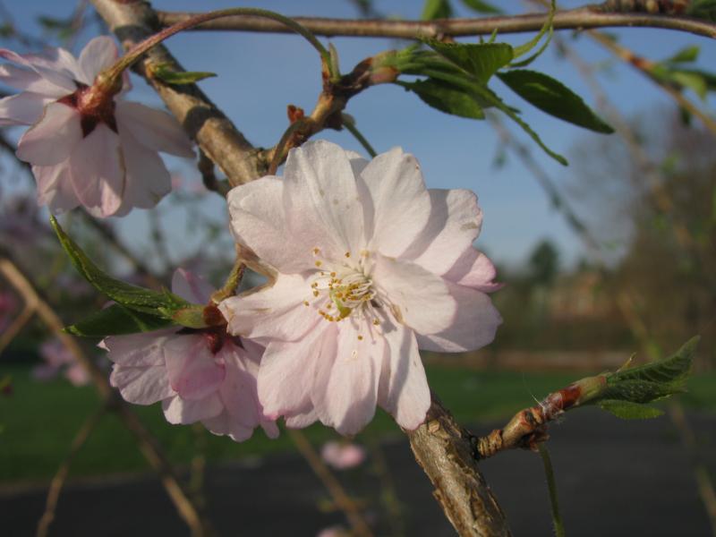 Prunus subhirtella 'Pendula'