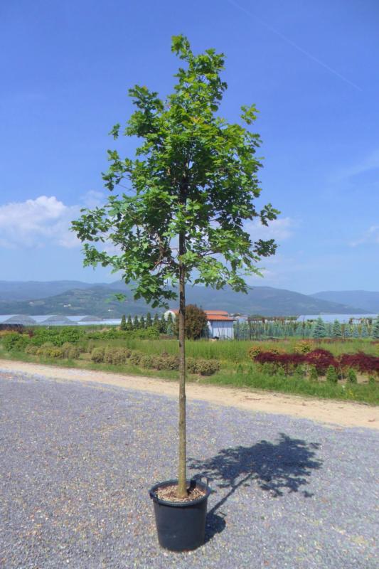 Quercus robur (pedunculata)
