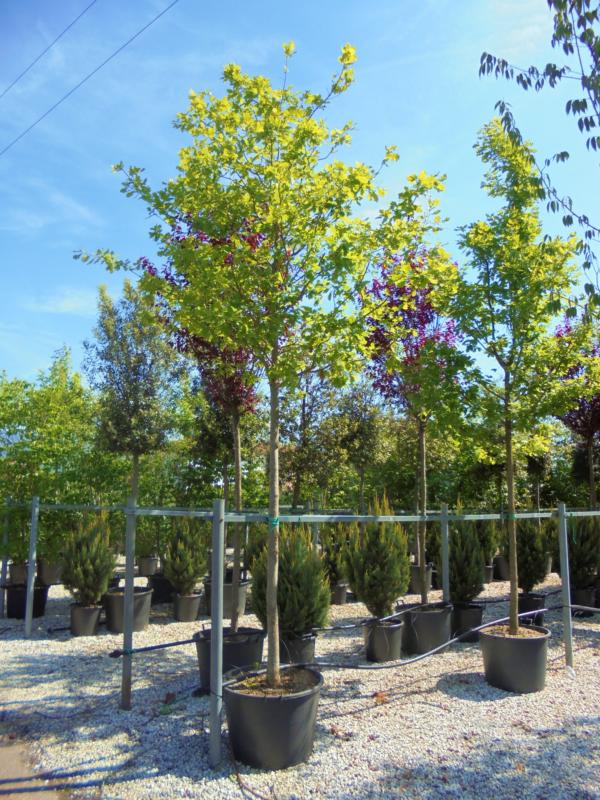 Quercus robur (pedunculata)
