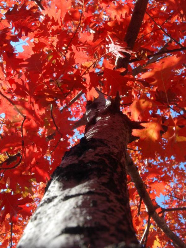 Quercus rubra (borealis)