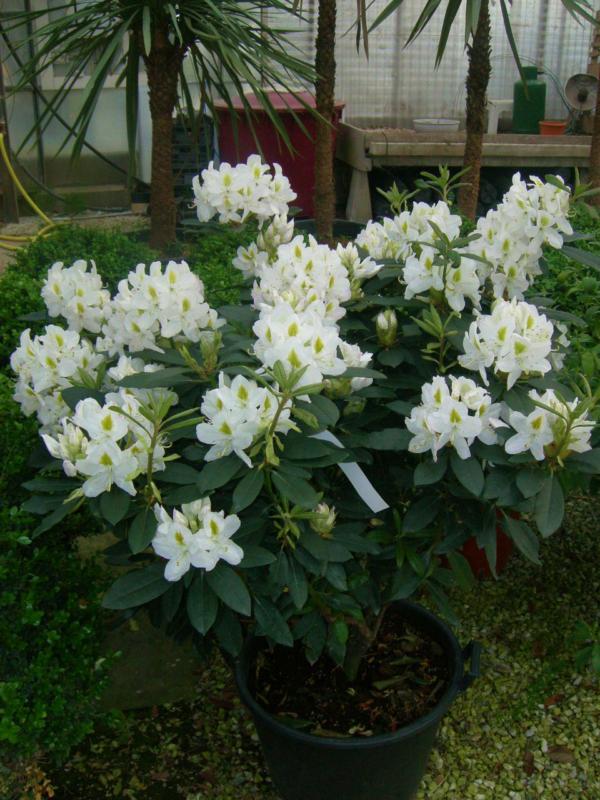 Rhododendron hybridum (En variétés séléctionnées)