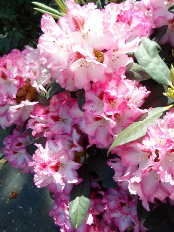 Rhododendron hybridum (En variétés séléctionnées)