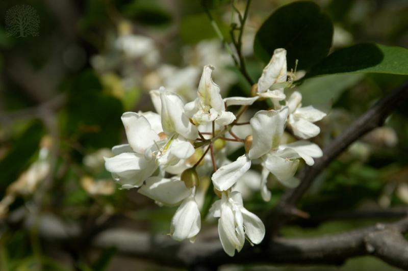 Robinia pseudoacacia 'Monophylla' (Unifolia)