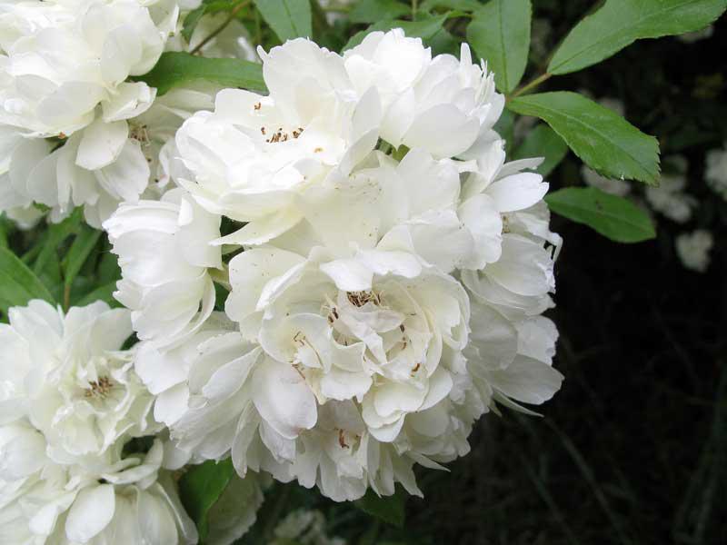 Rosa banksiae (En variétés séléctionnées)