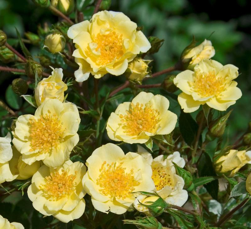 Rosa paysager (couvre-sol) (En variétés séléctionnées et protégées)