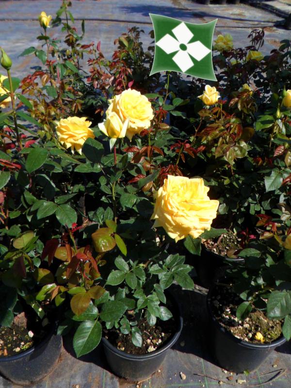 Rosa polyantha et grandes fleurs (En variétés séléctionnées)