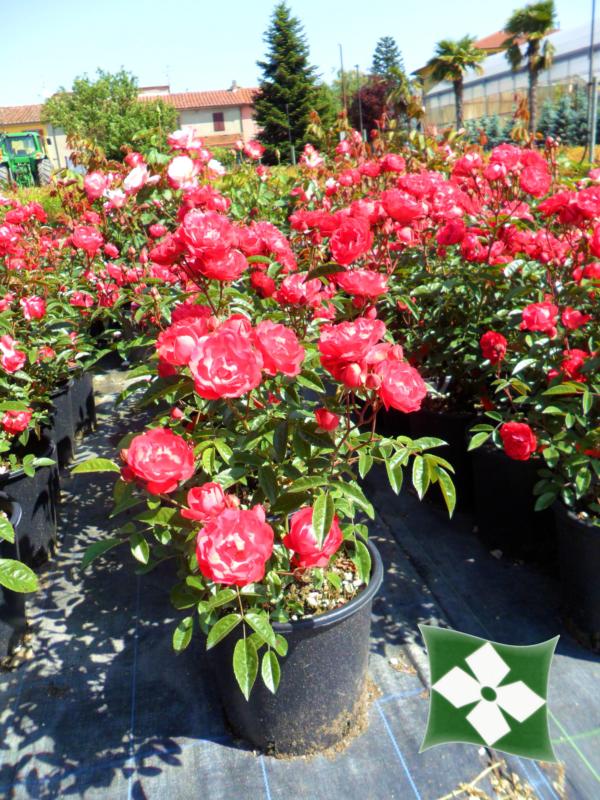 Rosa polyantha et grandes fleurs (En variétés séléctionnées)