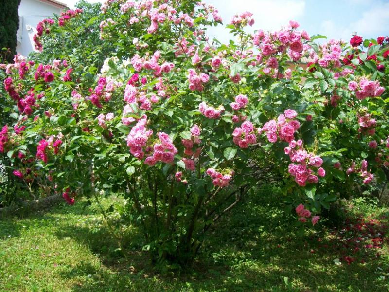 Rosa rugosa (En variétés séléctionnées)