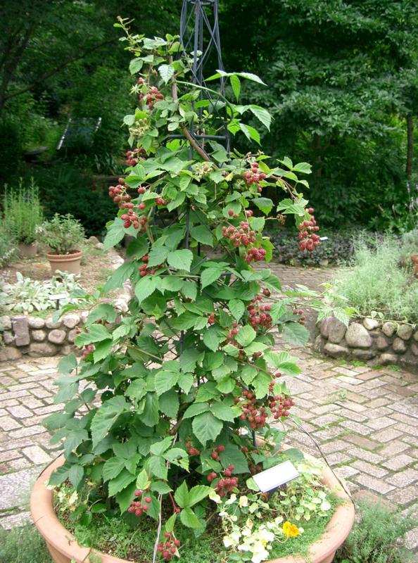 Rubus fruticosus (Mures)