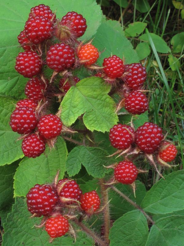 Rubus idaeus (Framboisiers)