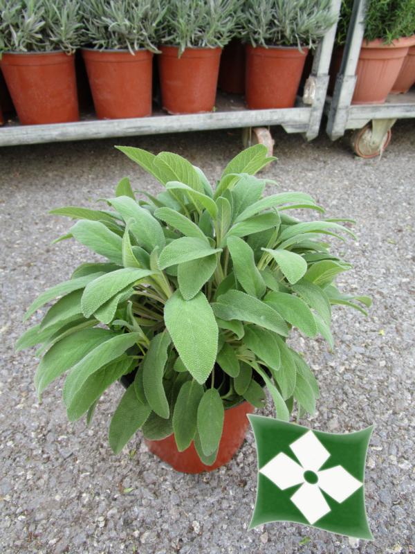 Salvia officinalis (Sauge)