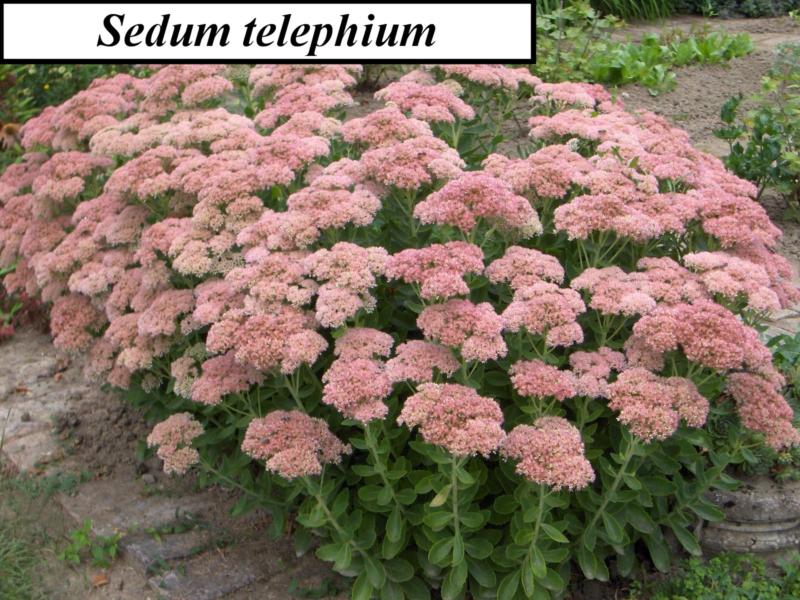 Sedum (En variétés séléctionnées)