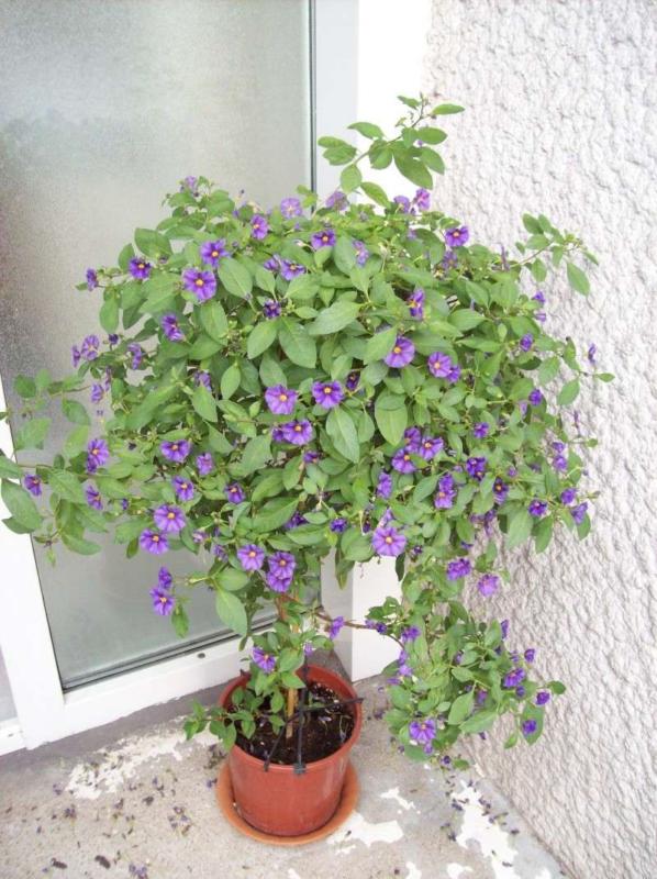 Solanum rantonnetii (Lycianthes rantonnetii)