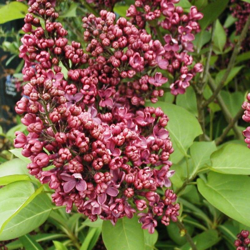 Syringa vulgaris (variétés de greffe)