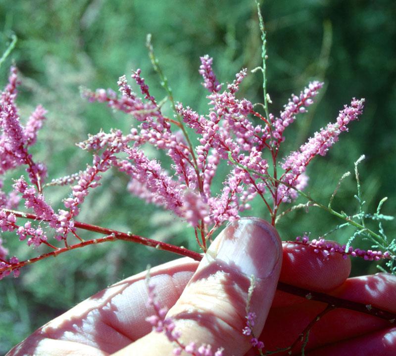 Tamarix ramosissima (odessana) (pentandra)
