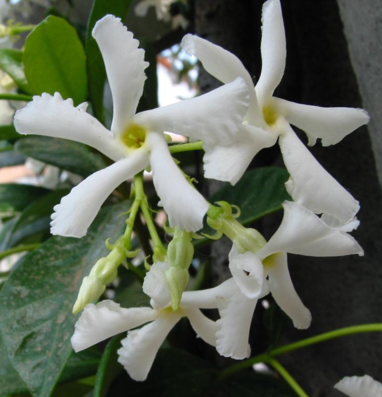 Trachelospermum jasminoides (Rhyncospermum jasminoides)