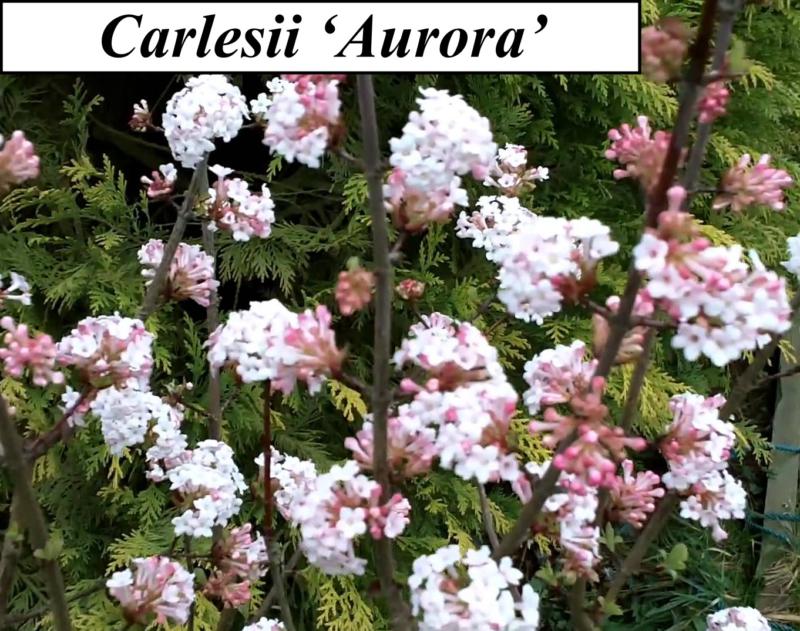 Viburnum carlesii et carlesii 'Aurora'