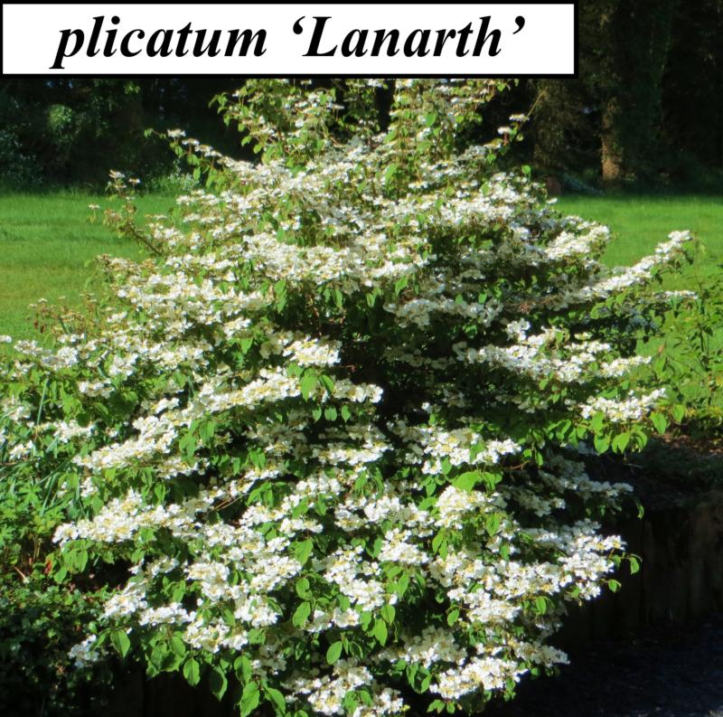 Viburnum plicatum 'Lanarth' et 'Pink Beauty'