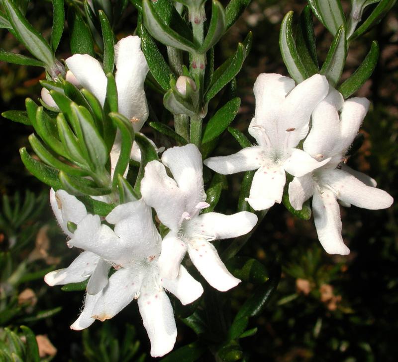 Westringia fruticosa (W. rosmariniformis)