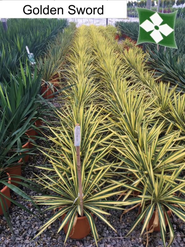 Yucca filamentosa (En variétés séléctionnées)